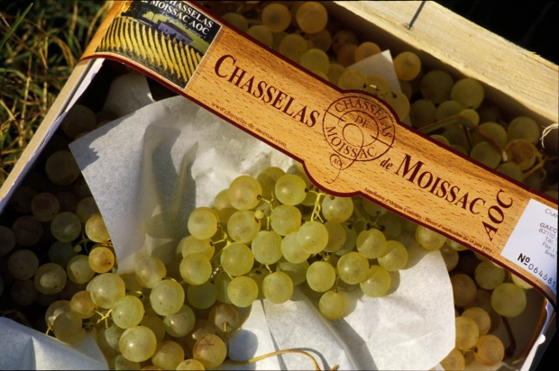 Chasselas