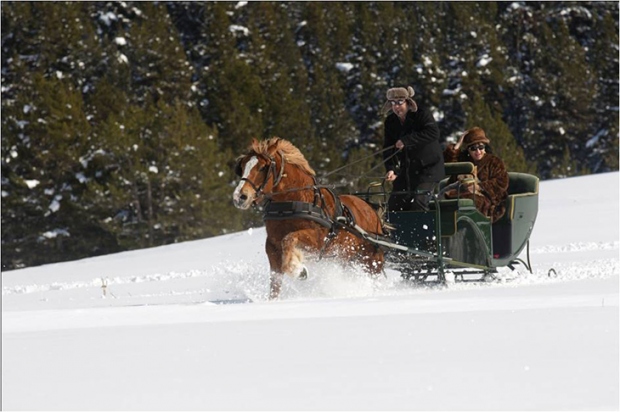 Agradables paseos en trineo a caballo por medio del bosque nevado