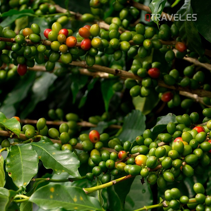 Café Geisha de Panamá, uno de los aromáticos más caros del mundo