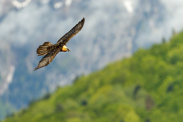 Primer Festival Internacional de Fotografía de Naturaleza en la Val d’Aran