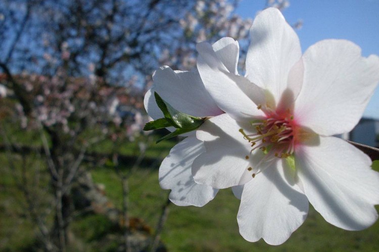 Turismo-Algarve_Almendros-en-flor-(2)