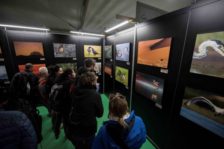 FIO 2015 Extremadura © Miguel Angel Muñoz Romero