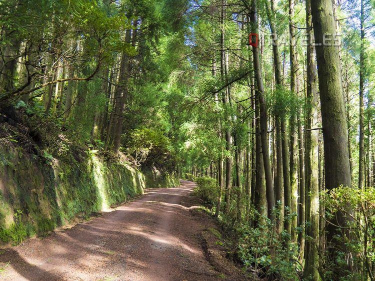 Bosque de acceso al mirador del pico de Paul