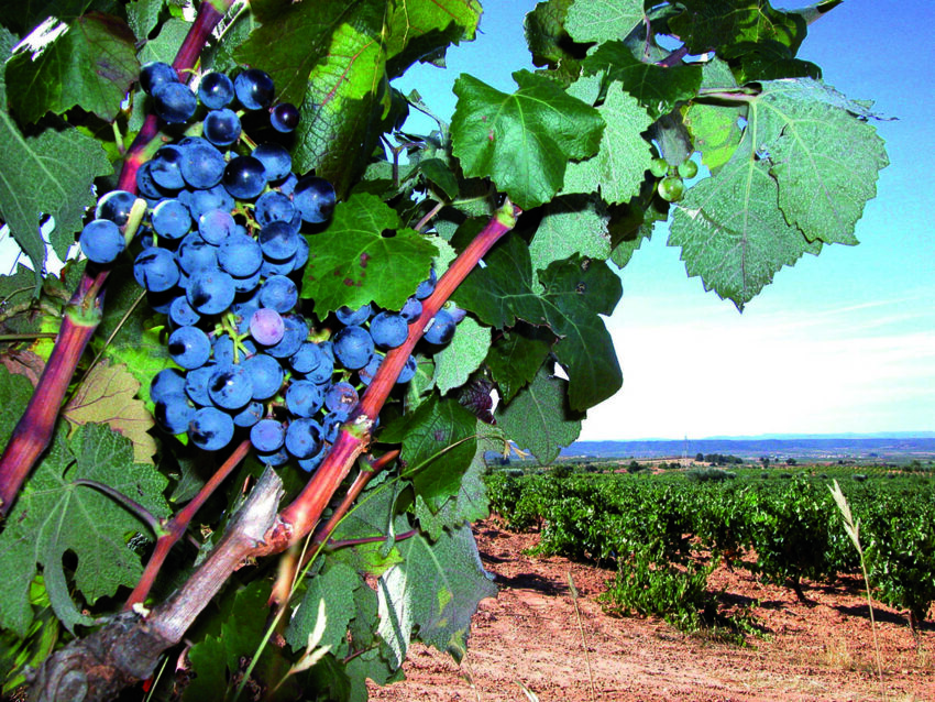 Uva en la Rioja Alavesa