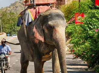 Elefante INDIA-JAIPUR