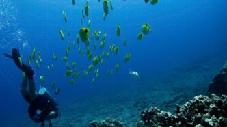 Submarinismo en Isla Mauricio