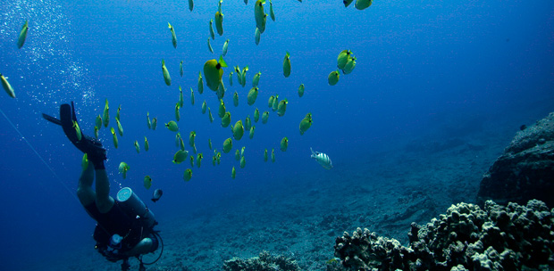  Submarinismo en Isla Mauricio