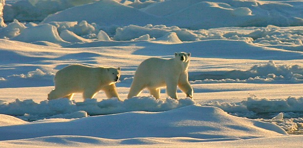  Groenlandia e Islandia, un recorrido por el paraíso helado a bordo de Hurtigruten