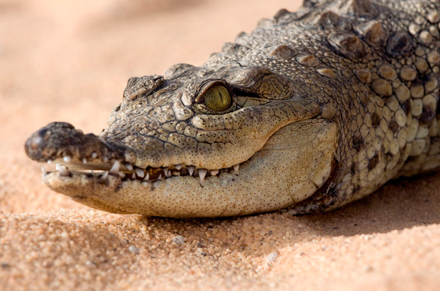  Egipto contará con un museo dedicado al cocodrilo