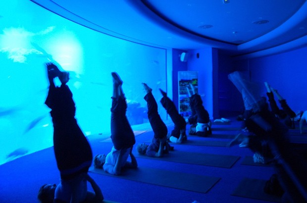  Empieza el año practicando yoga frente a los fondos marinos