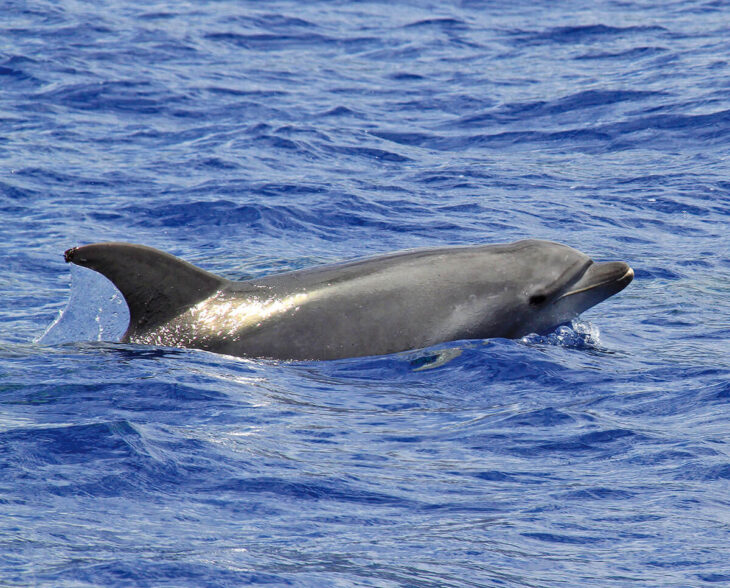 Avistamiento de cetáceos en Madeira