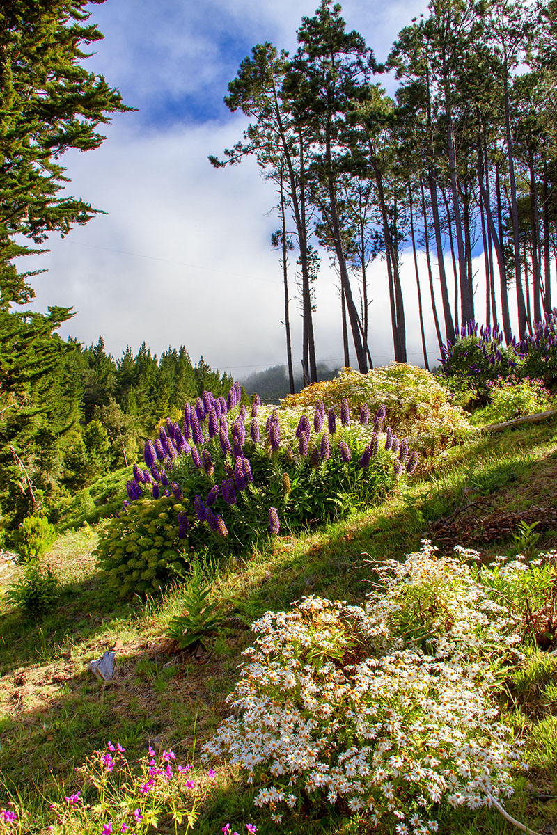 Bosques de Madeira