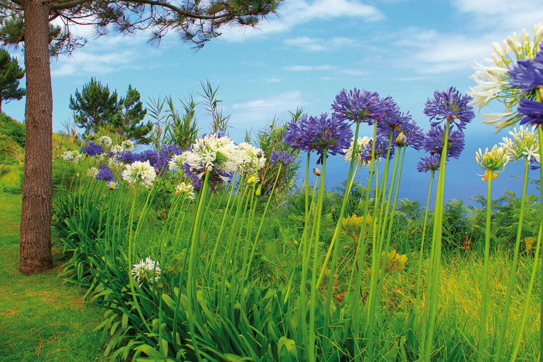 Flora en las cumbres de Madeira