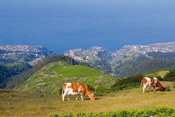 Vista desde la cima en el parque ecológico de Funchal