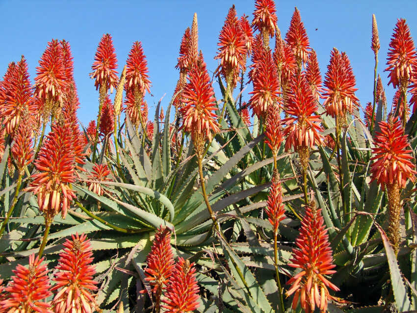 Festival de las Flores Madeira