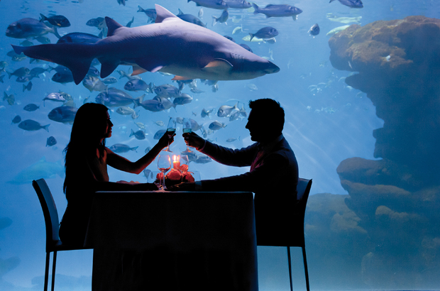  Cenar con tiburones
