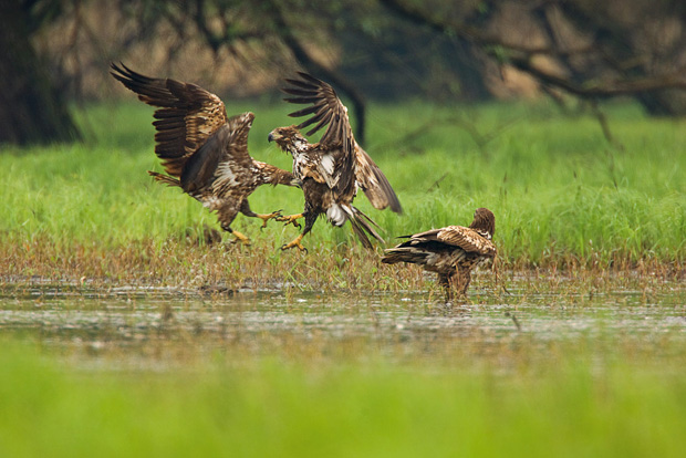  Avistamiento de aves: otra forma de hacer turismo en Croacia