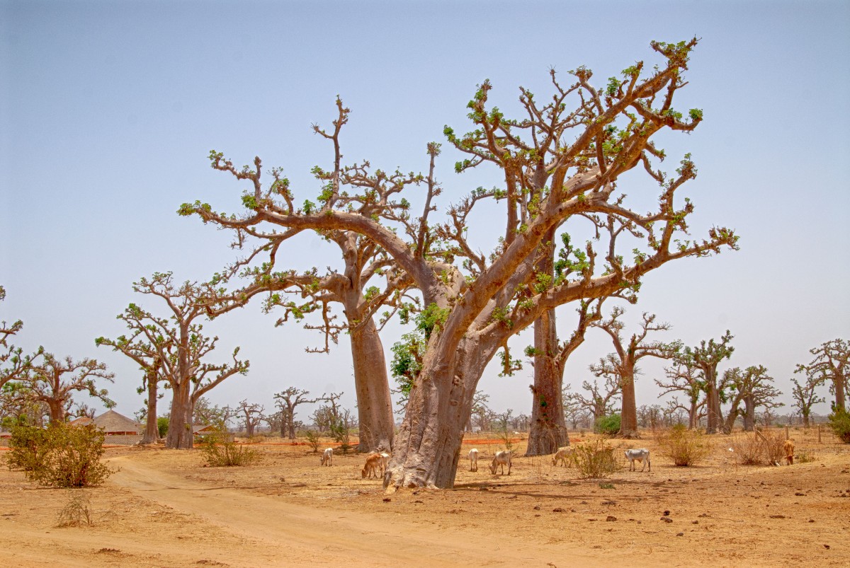 La semillas de fruto del Baobab se utilizan para elaborar un popular refresco que corta la diarrea