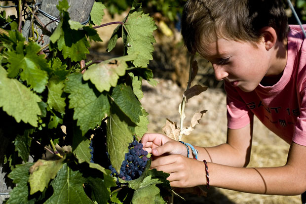  Vive la magia de la vendimia de la Ribera del Duero