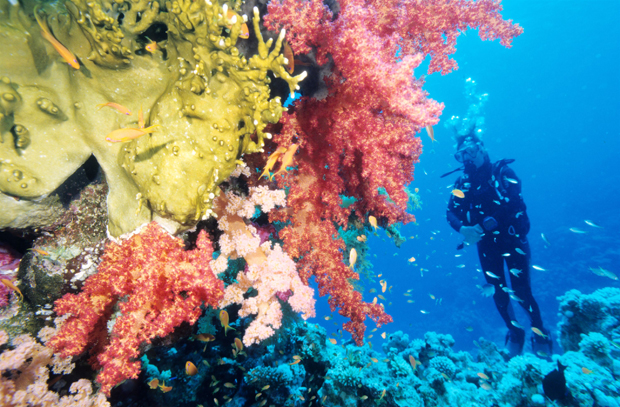  El mar rojo, paraíso de buceadores