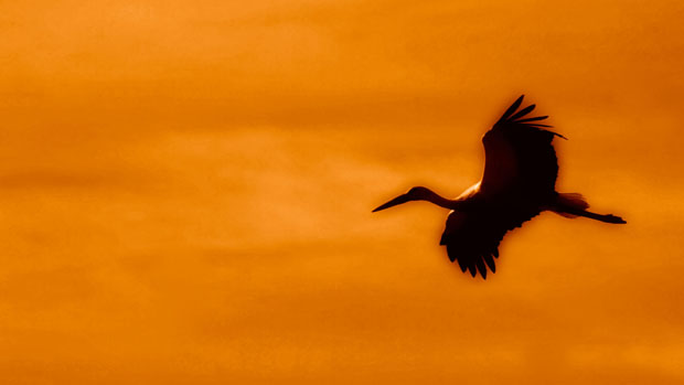  V Edición del Maratón Fotográfico “Cáceres, Ciudad de las Aves”