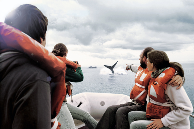  Temporada de avistamiento de ballenas en Argentina