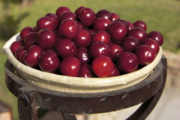  El Valle del Jerte rinde culto a la cereza