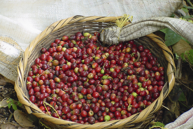 nicaragua presenta la ruta del café
