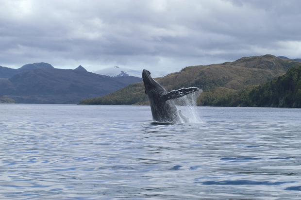  Descubre la Patagonia de Magallanes