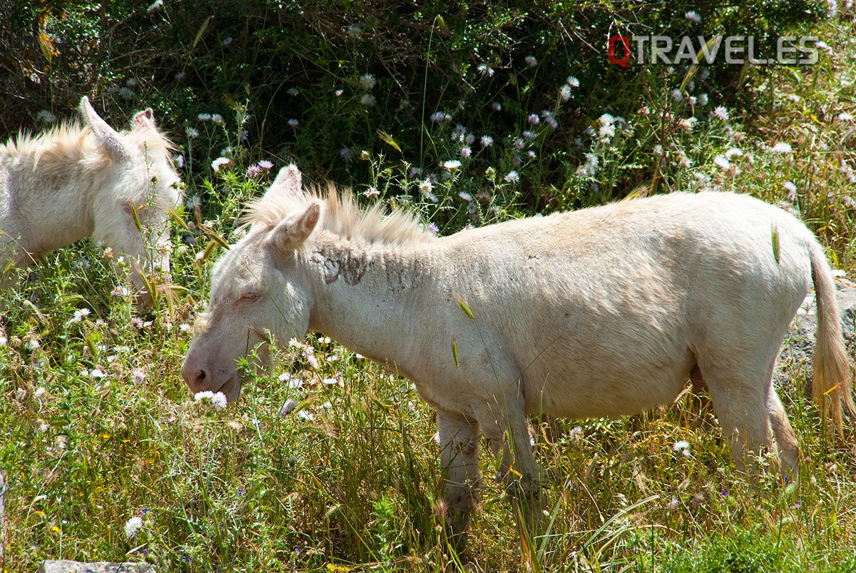 Los famosos burros albinos con ojos rojos endémicos de la isla