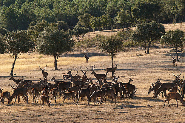 La barrea de los ciervos, una forma diferente de descubrir la naturaleza de Extremadura