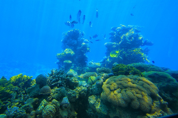  Los arrecifes coralinos de Eilat en el Mar Rojo, son los mejor conservados