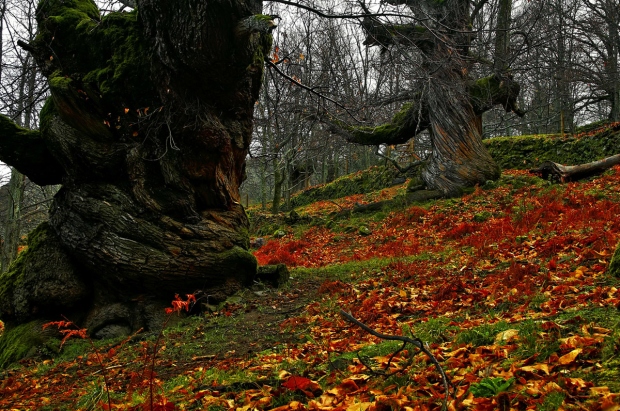  Escapadas para disfrutar de un otoño mágico en Extremadura