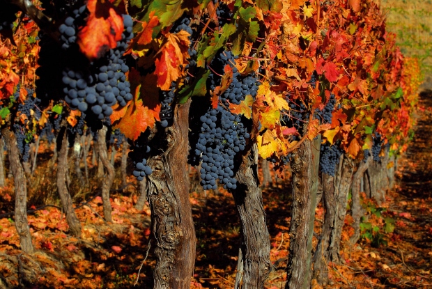  Enoturismo en Chile, las rutas del vino
