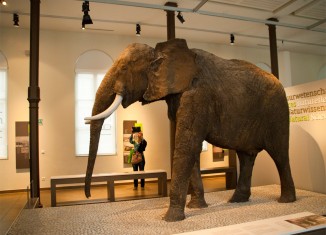 Elefante Africano Museo Ciencias Naturales Bruselas
