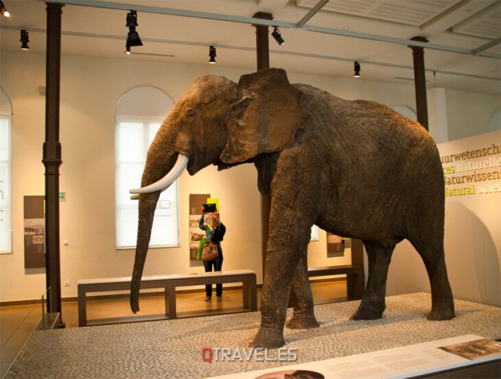 Elefante Africano Museo Ciencias Naturales Bruselas