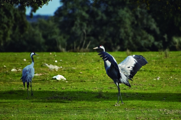  Extremadura, destino de excepción  para el turismo ornitológico en invierno