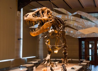 Tiranosaurio Rex Museo Ciencias Naturales Bruselas