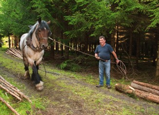 Bélgica Valonia, Traslado de maderos por caballos en bosque de Mirwart