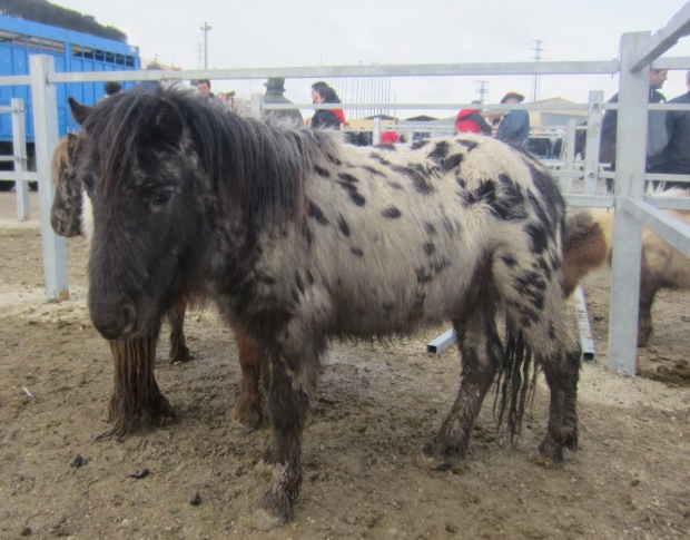  Navarra, Tafalla tradición del mercado de caballos y fiestas populares