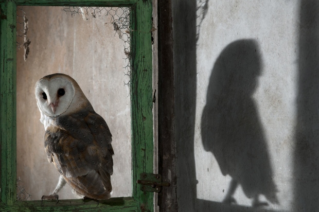  El concurso fotográfico de aves de FIO alcanza un récord de participantes