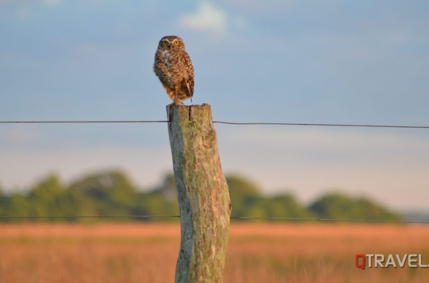  La experiencia Birdwatching en Argentina