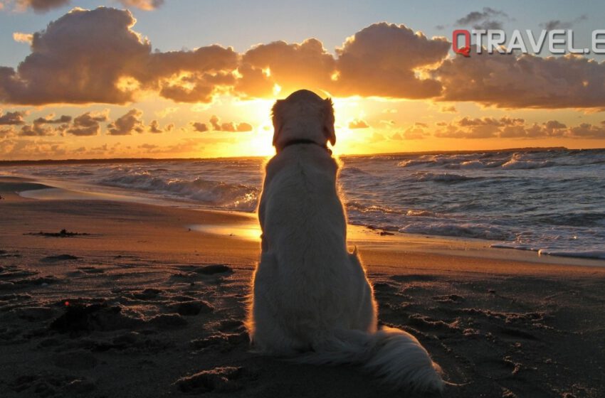  Las mejores playas y alojamientos para ir con perros