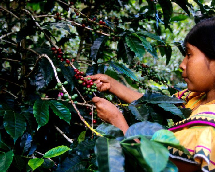  Café Geisha de Panamá, uno de los aromáticos más caros del mundo