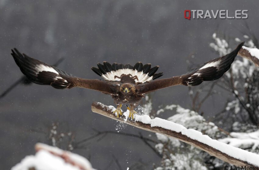  Primer Festival Internacional de Fotografía de Naturaleza en la Val d’Aran