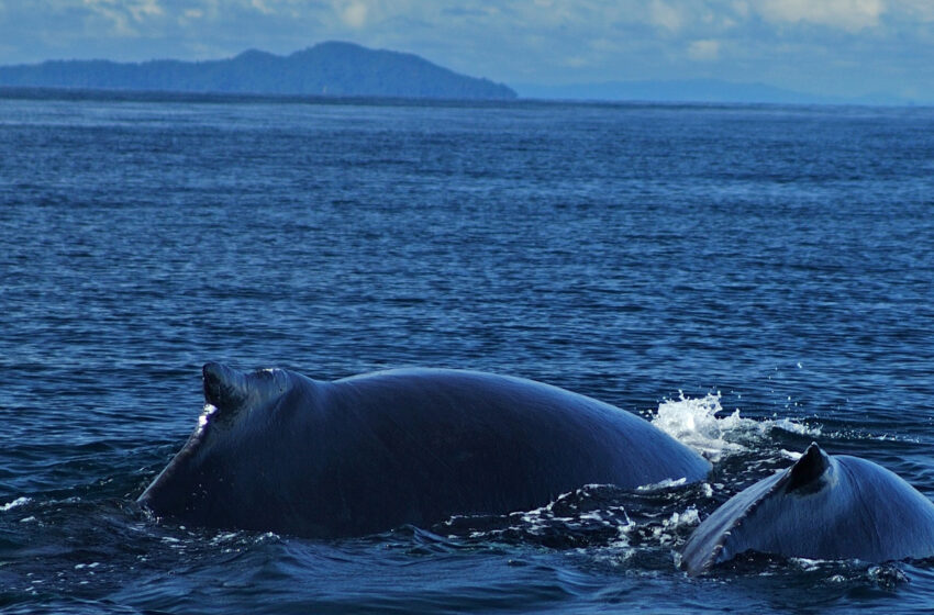  Panamá, santuario de ballenas jorobadas y sus crías