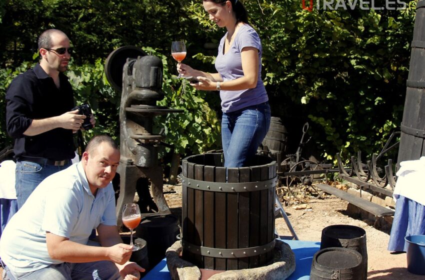  Descubre la vendimia en Rioja Alavesa