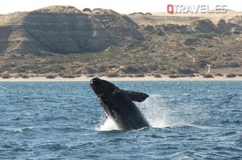  Uruguay destino ideal para el avistamiento de la ballena franca austral