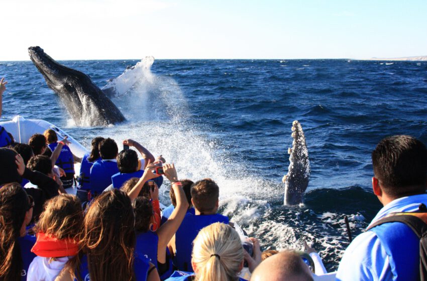  Disfruta de una experiencia inolvidable bajo el mar en aguas mexicanas