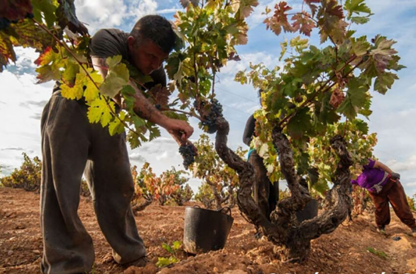 Rivera del Duero registra una vendimia record en 2014